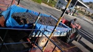 Últimos viajes a la bodega. 