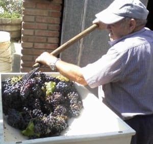 Un vecino de Estada amontona los racimos recién vendimiados. Foto: Paco Velázquez.