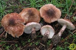 Lepiota-brunneoincarnata.