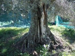 Olivos de Ecostean. 