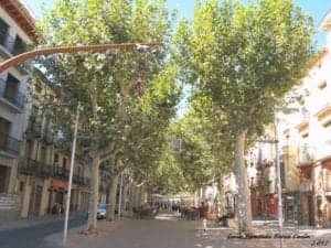 El coso de Barbastro y sus plataneros, protagonistas de este relato.