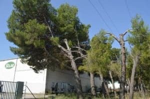 Las ramas invaden calzada y naves. JLP.