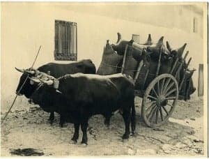 Transporte del vino.