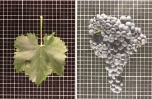 La familia Lalanne, procedente de Burdeos, se instaló inicialmente en los bajos del Hostal San Ramón, con la finalidad en un primer momento de exportar vino del Somontano, pero pronto optaron por comprar la finca de San Marcos y trasladarse allí, aplicando las nuevas formas de cultivo y elaboración aprendidas en Francia. 