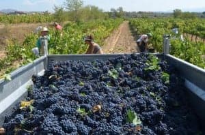 Trabajos de vendimia en Viñas del Vero. JLP.