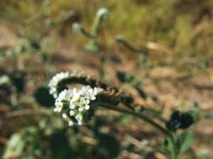 Heliotropium europaeum. Juan Sanz.