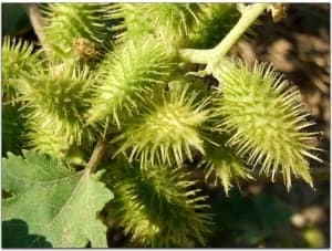 Xanthium strumarium Juan Sanz.