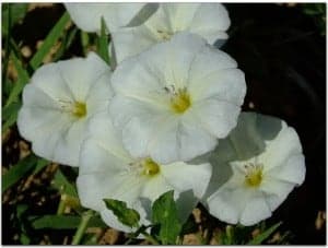 Convolvulus arvensis. Juan Sanz.