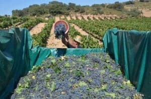 Vendimia de Viñas del Vero. JLP.
