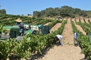 Vendimia en viñedos de Viñas del Vero en Pozán. José Luis Pano.
