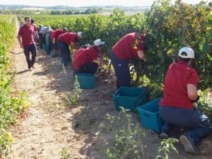Vendimia de Atades Huesca en Enate. 