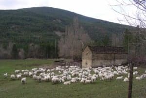 Rebaño de ovejas en el Pirineo. 
