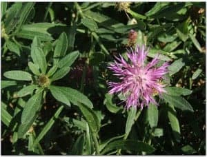 Centaurea aspera. Juan Sanz.