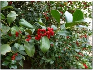 Ilex aquifolium. J.S.