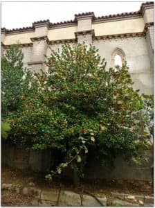 Ilex aquifolium. Juan Sanz.