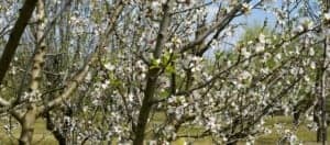 Almendros. 