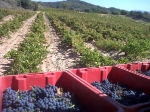 Vendimia en el Somontano. 