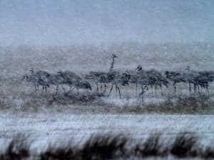 Grullas en la nieve. Javier Ara.