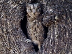La mirada del almendro. Héctor Pérez.