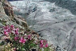 Flora alpina.