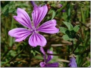 Malva sylvestris.