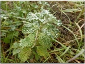 Marrubium vulgare.