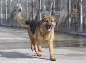 DPH_CentroRecogidaAnimales_5_P. OTIN