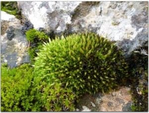 Encalypta vulgaris. Juan Sanz.
