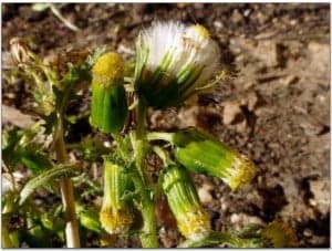 senecio vulgaris5