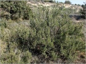 rosmarinus officinalis