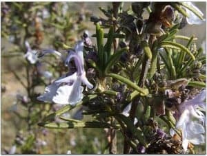 rosmarinus officinalis2