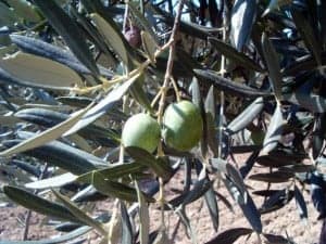 Fruto Gordera