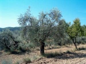 Variedad Gordera
