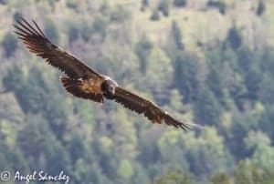 imagenes_Gypaetus-barbatus_e2a3c2f2 (1)
