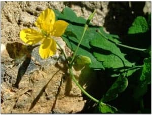 chelidonium majus 2