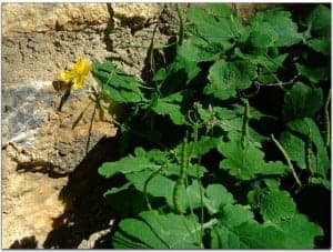 chelidonium majus
