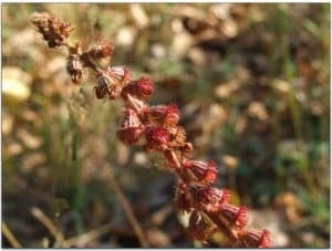 agrimonia eupatoria