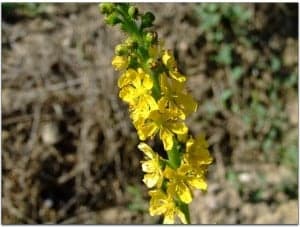 agrimonia eupatoria3