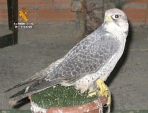 peregrino_1