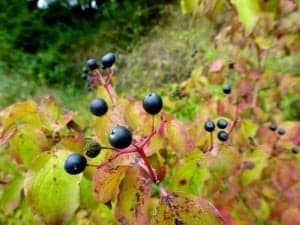 Cornus sanguinea3