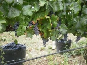 DO SOMONTANO Vendimia 2014 (Bodegas Sers) (7)