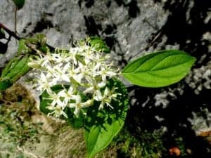 cornus sanguinea2
