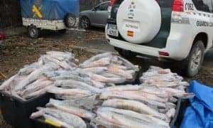 Fotos pescado