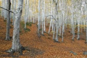 imagenes_bosque_moncayo_bueno_reducida_8cc20958