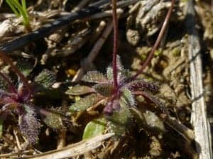 erophila verna2