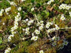 erophila verna3