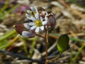 erophila verna5