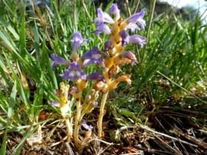 Orobanche ramosa