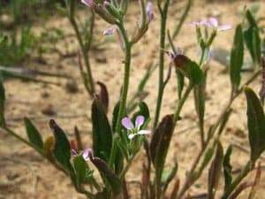malcomia africana2