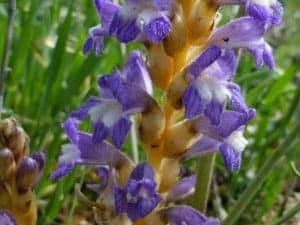 orobanche ramosa2